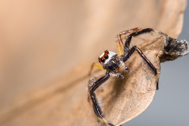 Macro araña en una rama de una hoja