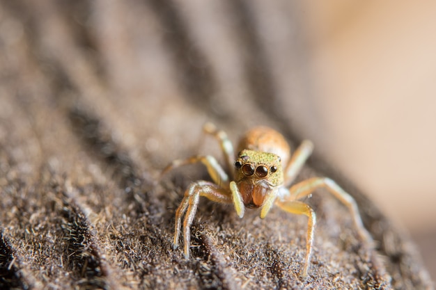 Macro araña en una rama de una hoja