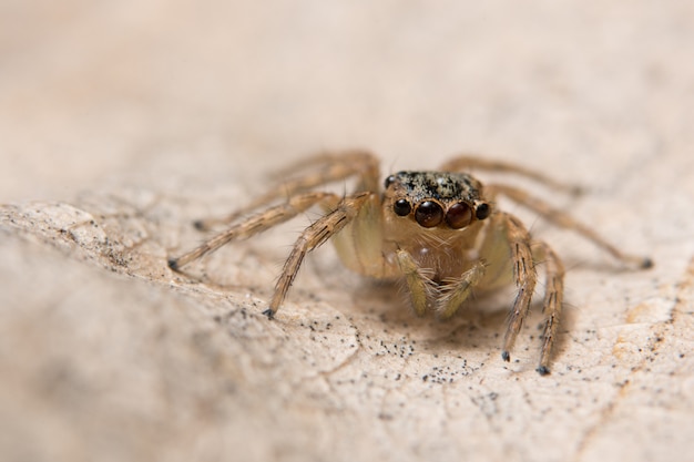 Macro araña en una rama de una hoja