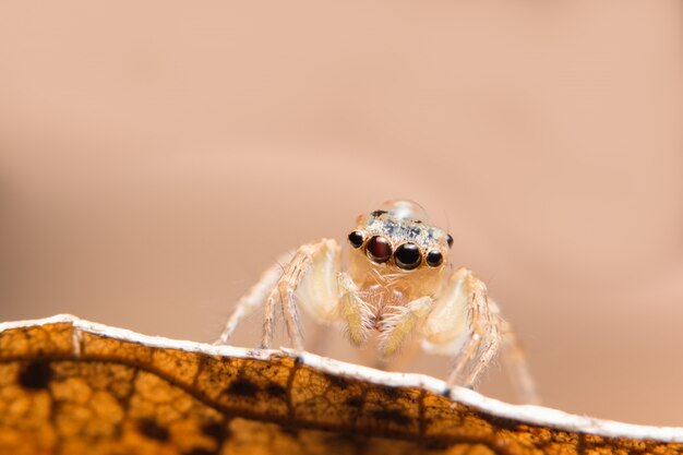 Macro araña en una rama de una hoja