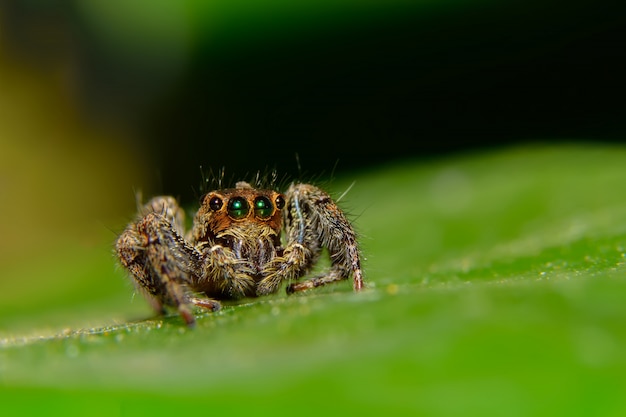 Foto macro araña