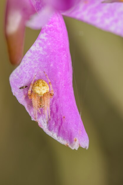 Macro araña