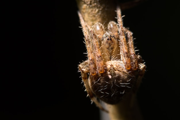 Macro araña