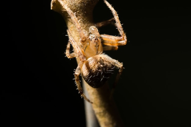 Macro araña