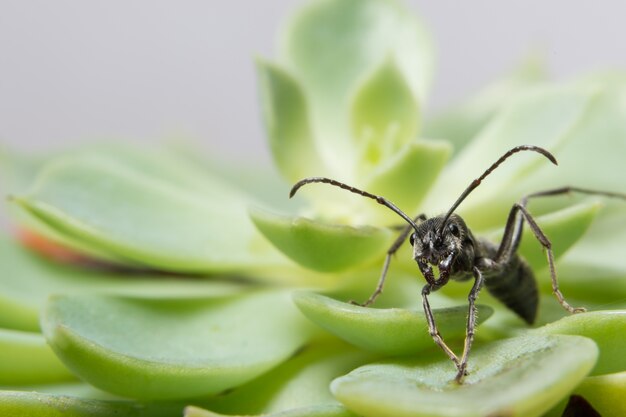 Macro Aranha na Folha