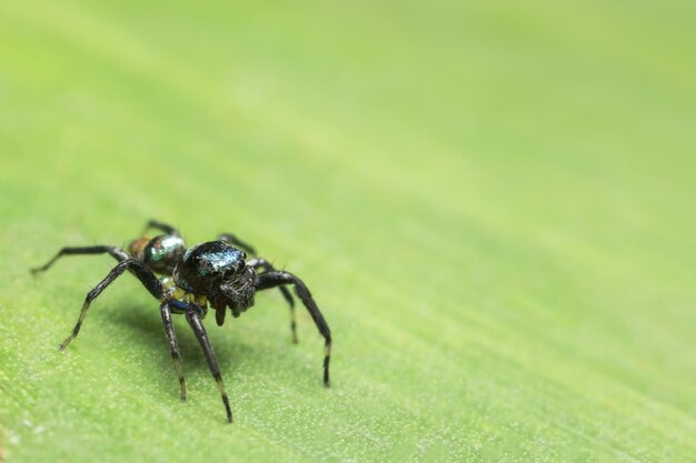 Macro Aranha na Folha