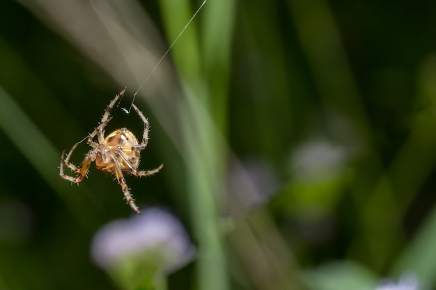 Macro Aranha na Folha