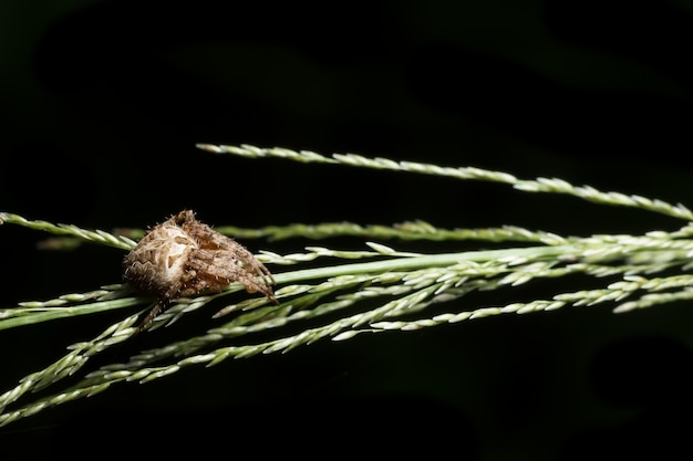 Macro Aranha na Folha