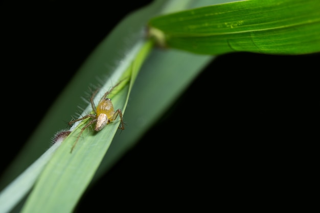 Macro Aranha na Folha