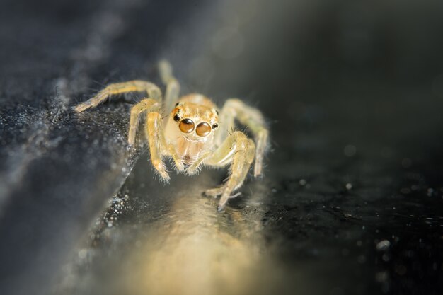 Foto macro aranha na folha