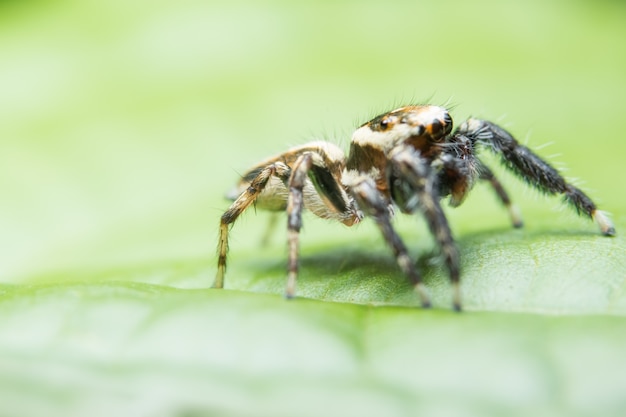 Macro Aranha na Folha