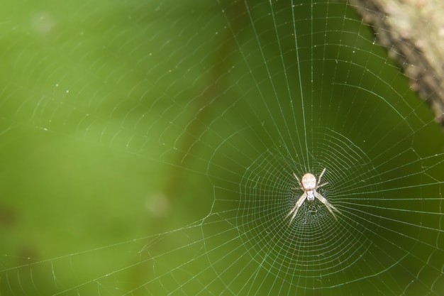 Macro Aranha na Folha