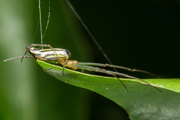 Macro Aranha na Folha