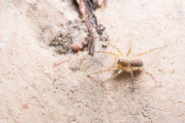 Macro Aranha na Folha