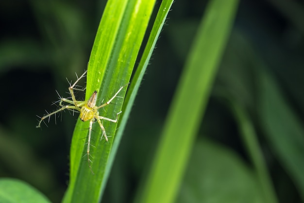 Macro Aranha na Folha