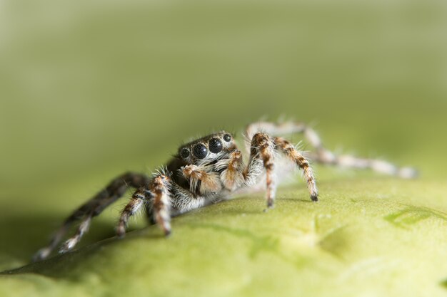 Macro Aranha na Folha