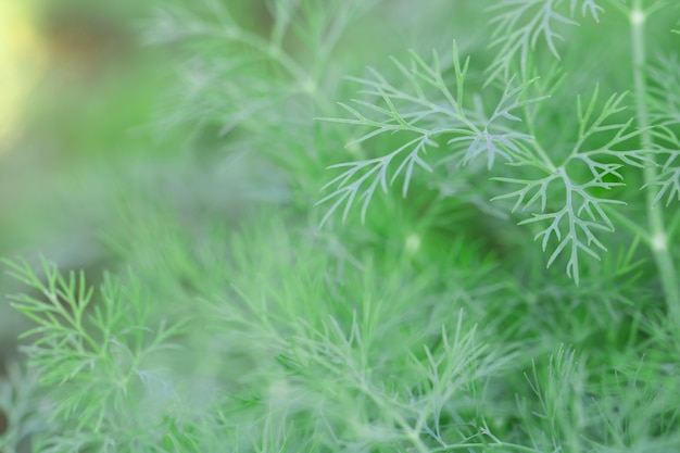 Macro de árbol de hojas para el fondo de la naturaleza