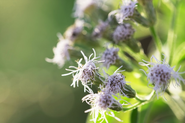 Macro de árbol de hojas para el fondo de la naturaleza