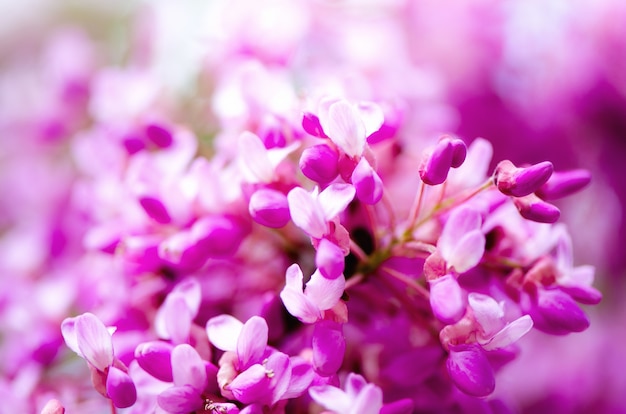 Macro de este árbol redbud. Árbol floreciente de judas.