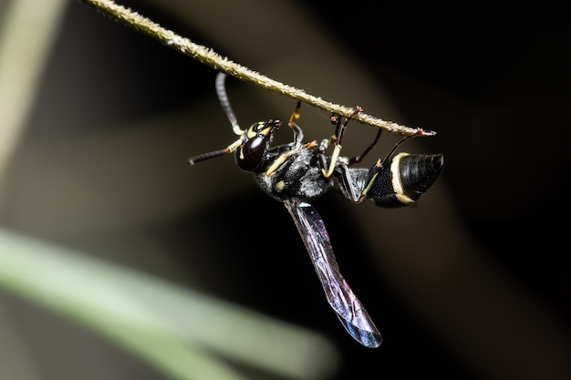 Macro de avispa de papel europea