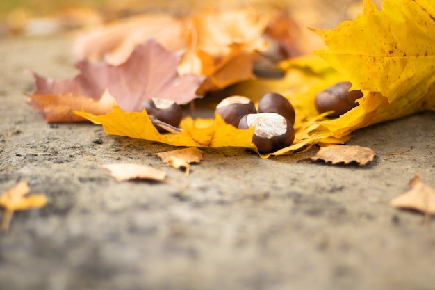 Macro de bellotas puestas en el suelo. poca profundidad de campo con bokeh y desenfoque