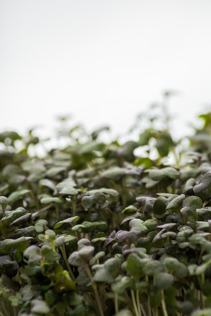 Macro brotes microgreens sobre un fondo borroso