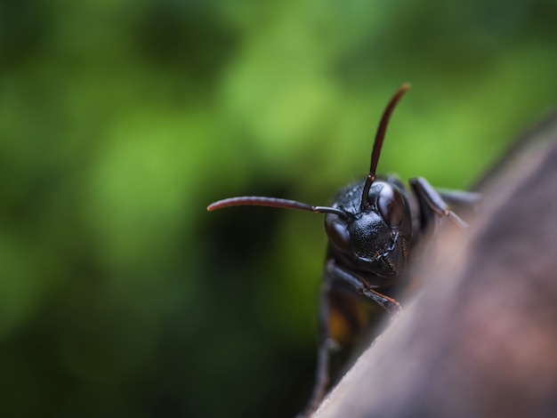 Macro cabeza avispa