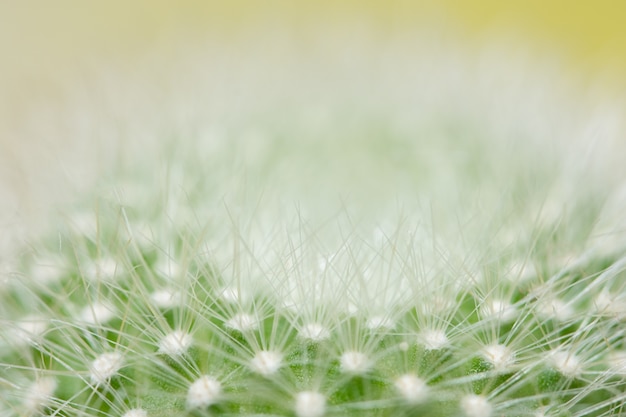 Macro cacto verde