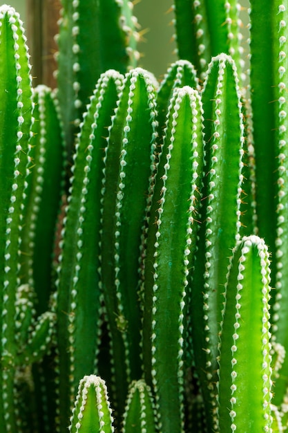 macro cacto,Vista de perto do cacto verde como plano de fundo