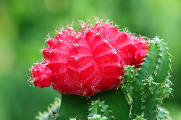 Macro de cactus luna roja con enfoque selectivo