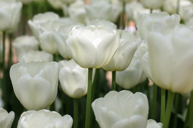 Macro de campo floreciente de tulipanes blancos