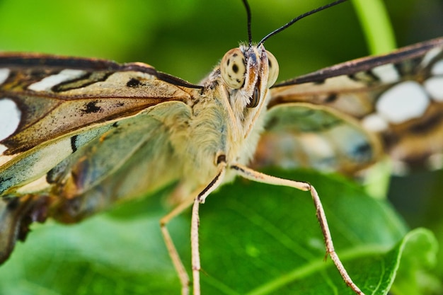 Macro de cara en mariposa Brown Clipper