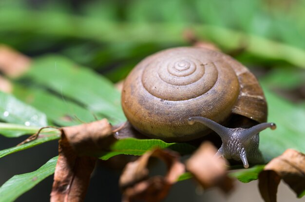 Macro de caracol en un árbol en la naturaleza