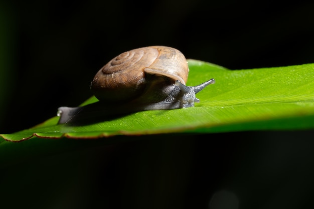 Macro caracol en la hoja