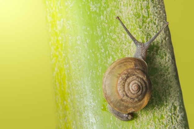 Macro caracol en la planta