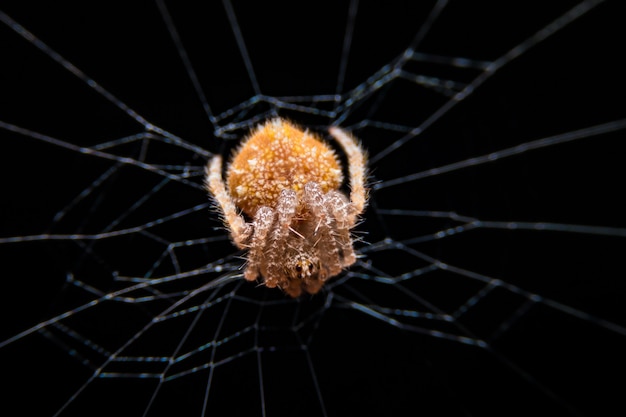 Macro cerca de una araña en la tela de araña