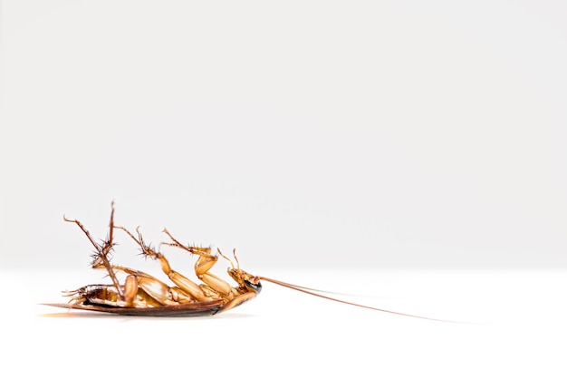 Macro de cerca una cucaracha yacía muerta aislada sobre fondo blanco, pequeño insecto marrón con ala, animal que está sucio, disgustado, espeluznante, molesta, destruye y contagia, control de plagas con espacio de copia