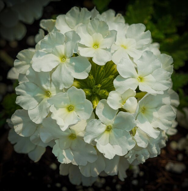 Foto macro de cerca de una flor de floja blanca en flor en primavera