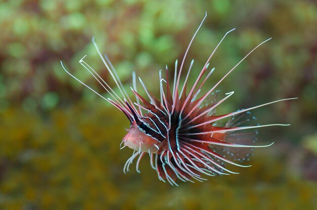 macro cerca de lionfish radiata. pescado marino