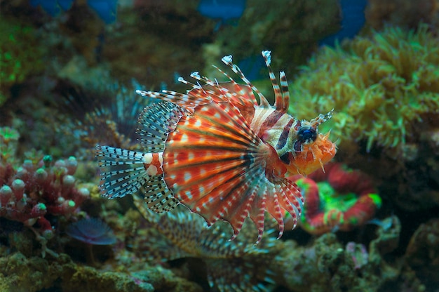 macro cerca de peces león, pterois