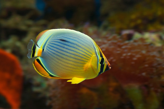 Foto macro cerca de peces marinos chaetodon trifasciatus