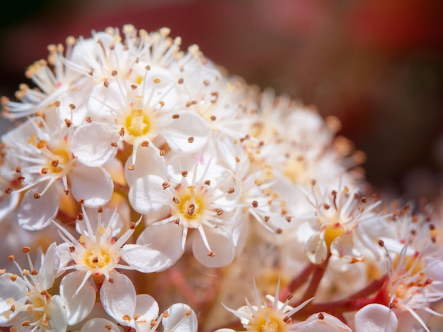 Macro cerrar foto de photinia glabra diminutas flores blancas