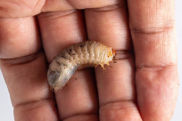 Macro de Cetonia aurata en la mano de un agricultor