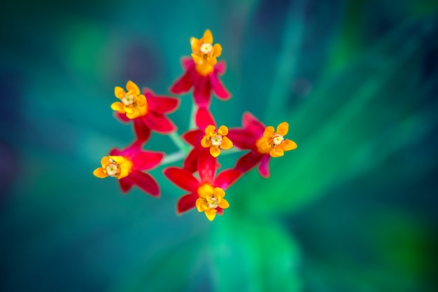 Macro Close-up de pequenas flores vermelhas vívidas