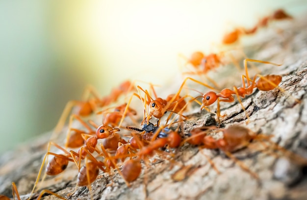 macro close up formigas trabalho em equipe estão ajudando a transportar alimentos; comportamento das formigas