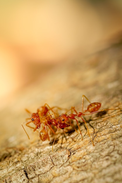 macro close up formigas trabalho em equipe estão ajudando a transportar alimentos; comportamento das formigas