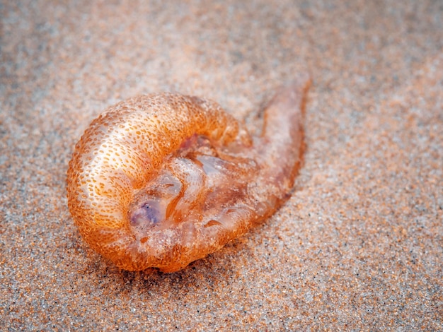 Macro close-up foto de uma água-viva morta na areia