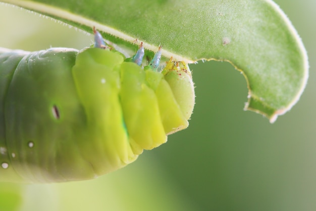 Macro close up oruga, gusano verde