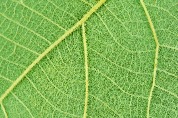 Macro close-up verde folha textura de fundo