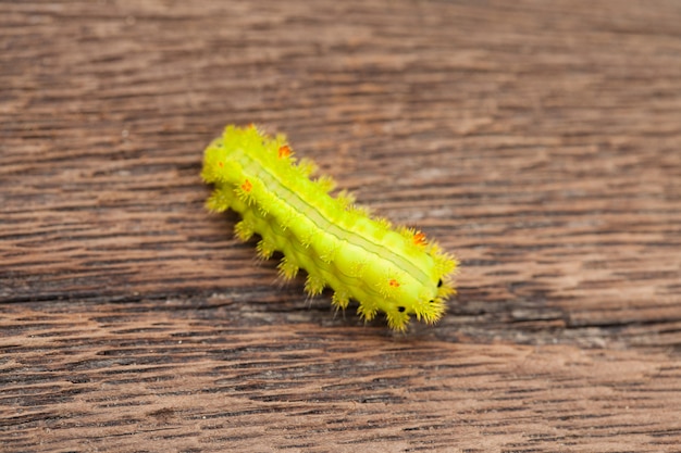 Macro Closeup De Um Green Io Moth Caterpillar